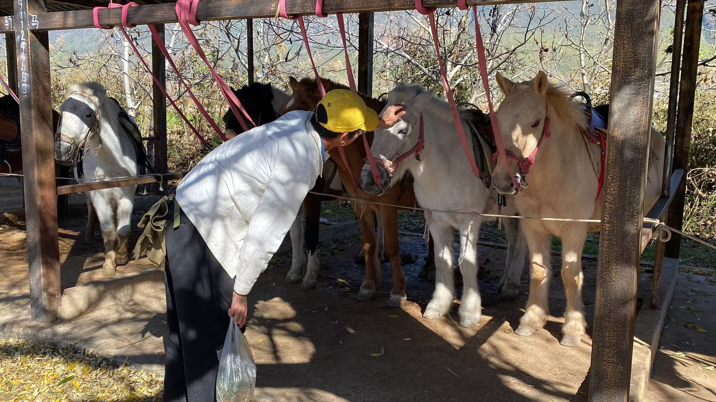 Excursión de dos días a Shaxi: antigua ciudad del té y los caballos, grutas budistas en el valle, vida rural