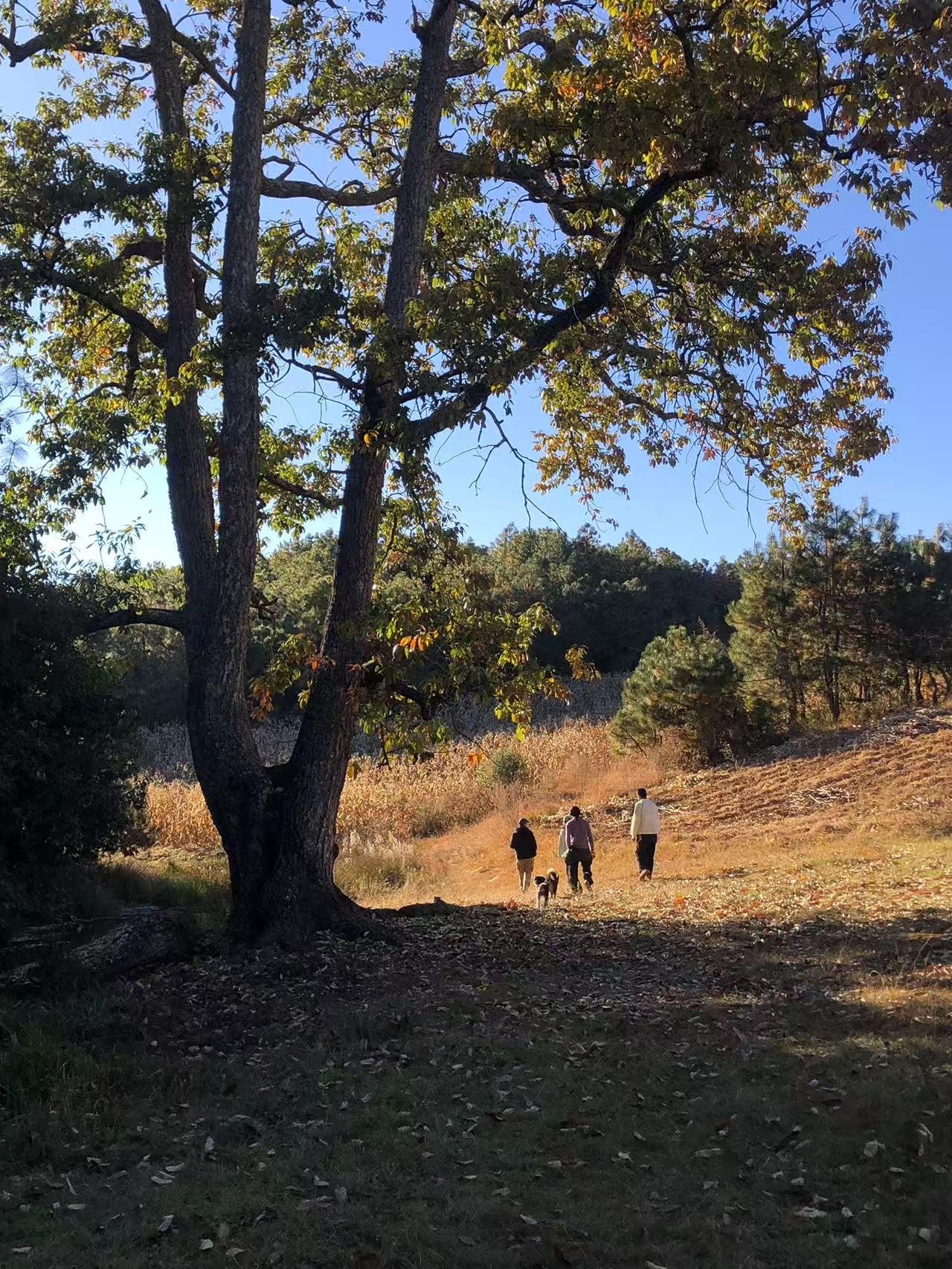 Excursión de dos días a Shaxi: antigua ciudad del té y los caballos, grutas budistas en el valle, vida rural