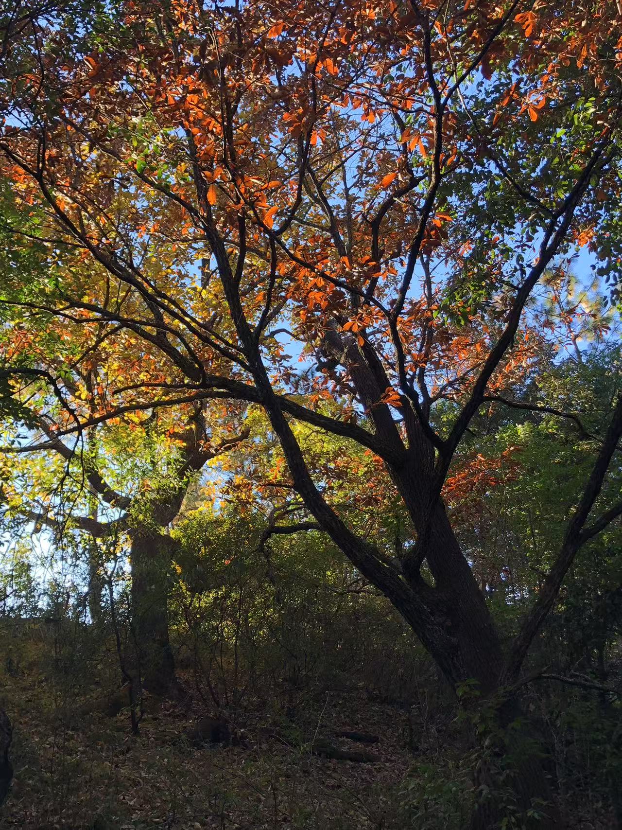 沙溪两天旅行：茶马古镇·山谷里的佛教石窟·乡村生活