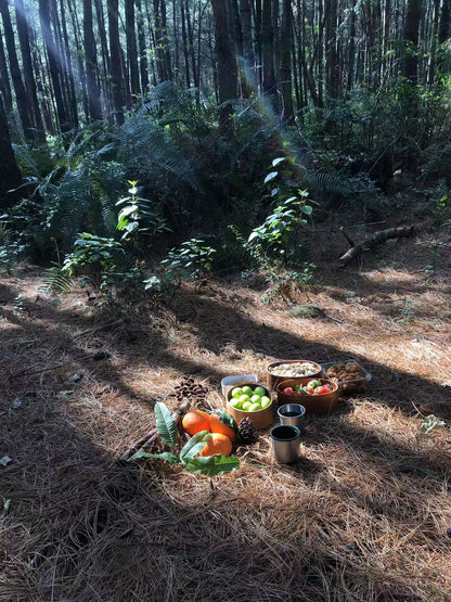 闊松坪輕徒步| 田野· 溪流· 森林