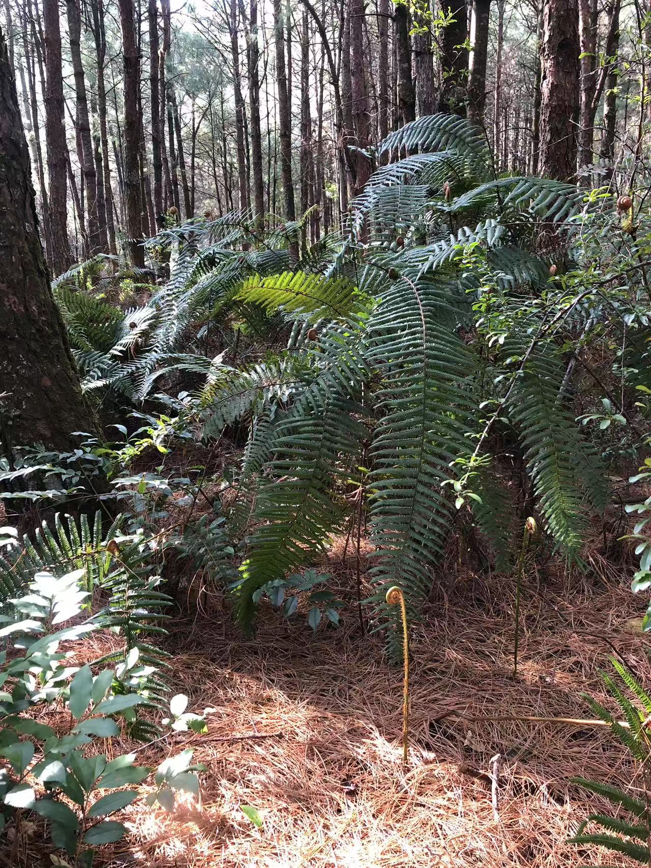 広い松坪軽歩行 | 田園・小川・森 