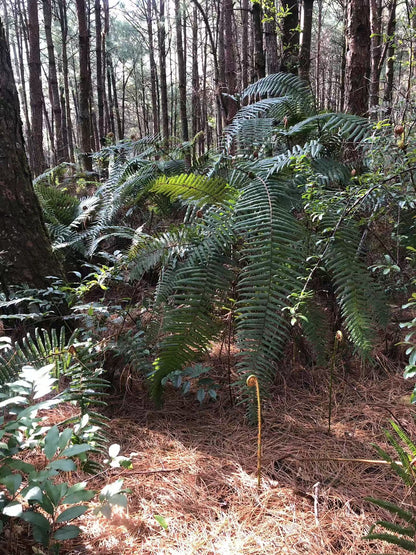 闊松坪輕徒步| 田野· 溪流· 森林