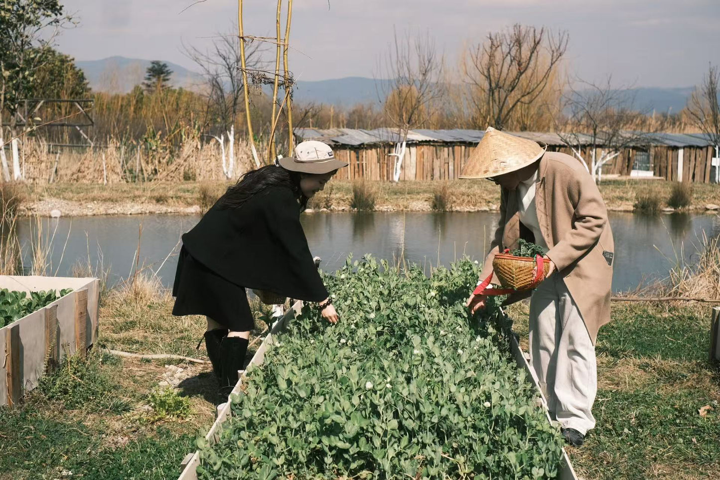 去有機農場採摘| 和紅紅一起在家做飯