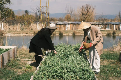 Visita la granja orgánica para recoger frutas | Cocina en casa con Honghong