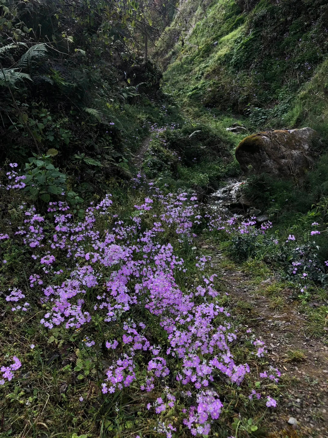 Un día en la casa de un &quot;pariente&quot; en las profundas montañas de Xipo | El otro lado de la montaña Cangshan