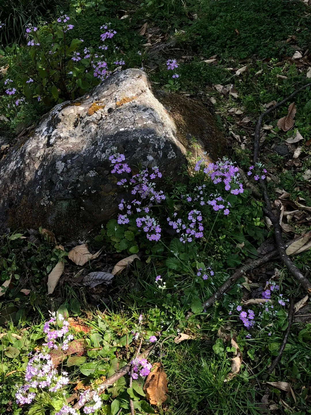 西の山の中の「親戚」の家で過ごした一日 | 苍山の反対側 