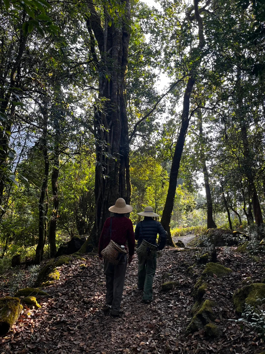 Un día en la casa de un &quot;pariente&quot; en las profundas montañas de Xipo | El otro lado de la montaña Cangshan