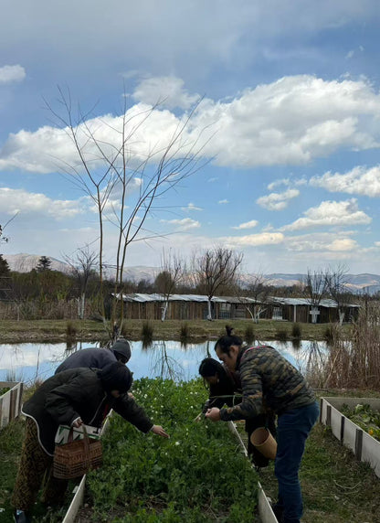 Visita la granja orgánica para recoger frutas | Cocina en casa con Honghong