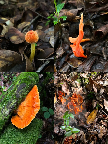 采蘑菇｜森林｜过家家