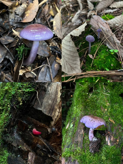 采蘑菇｜森林｜过家家