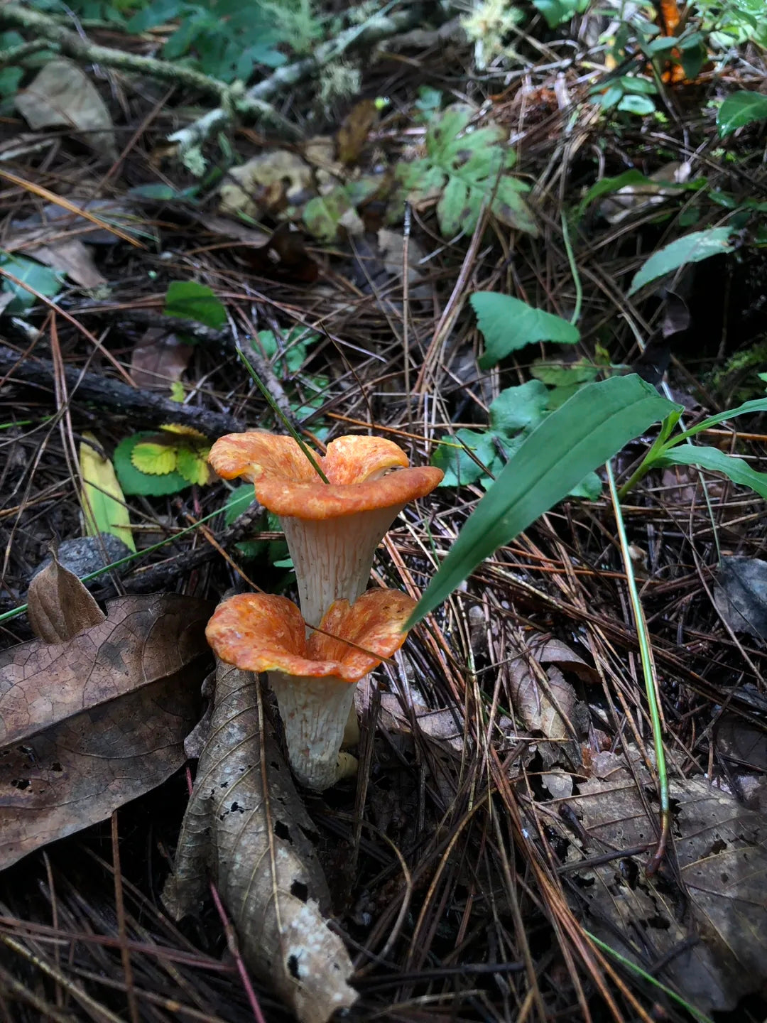 采蘑菇｜森林｜过家家