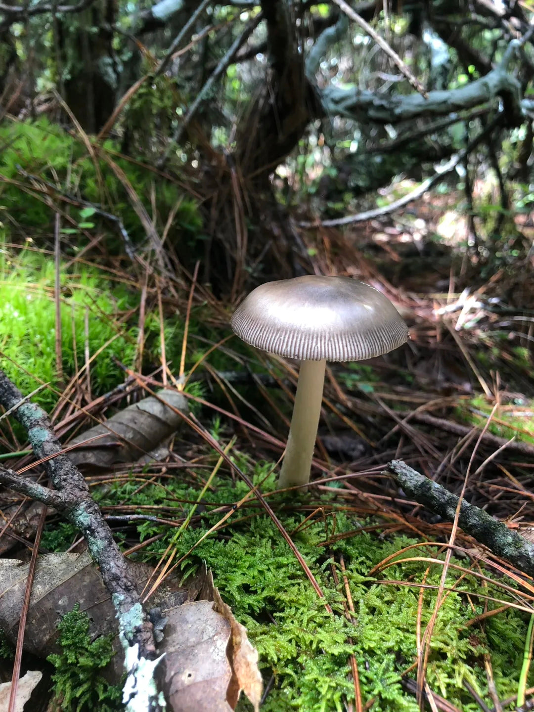 采蘑菇｜森林｜过家家