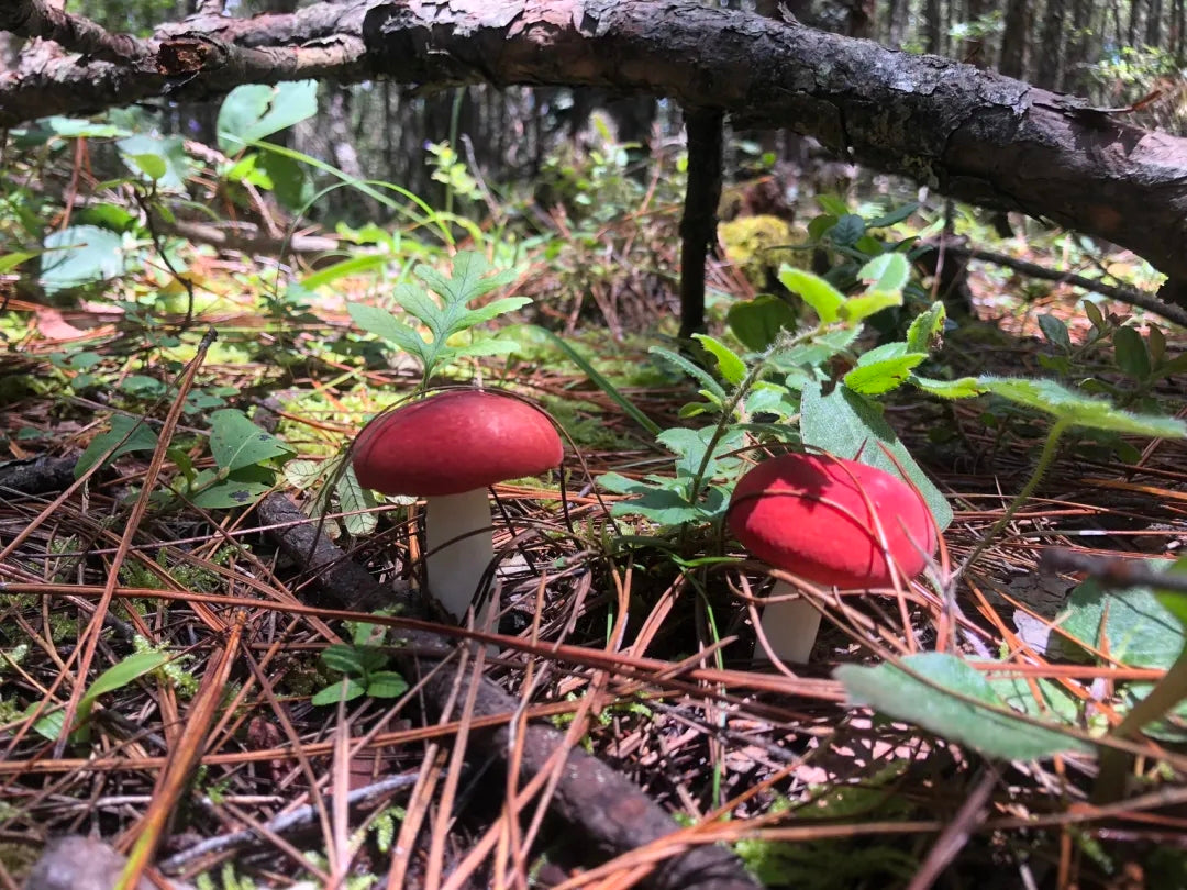 采蘑菇｜森林｜过家家