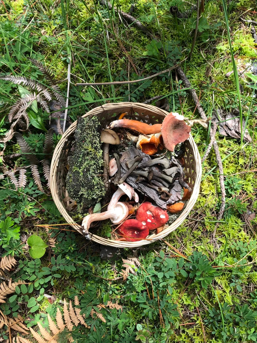 采蘑菇｜森林｜过家家