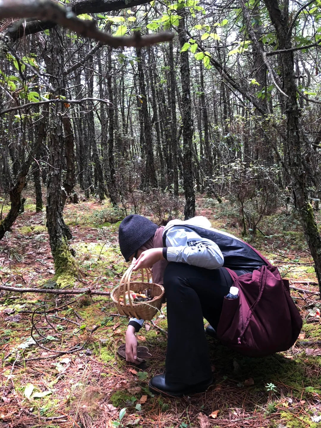 采蘑菇｜森林｜过家家