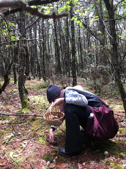 采蘑菇｜森林｜过家家