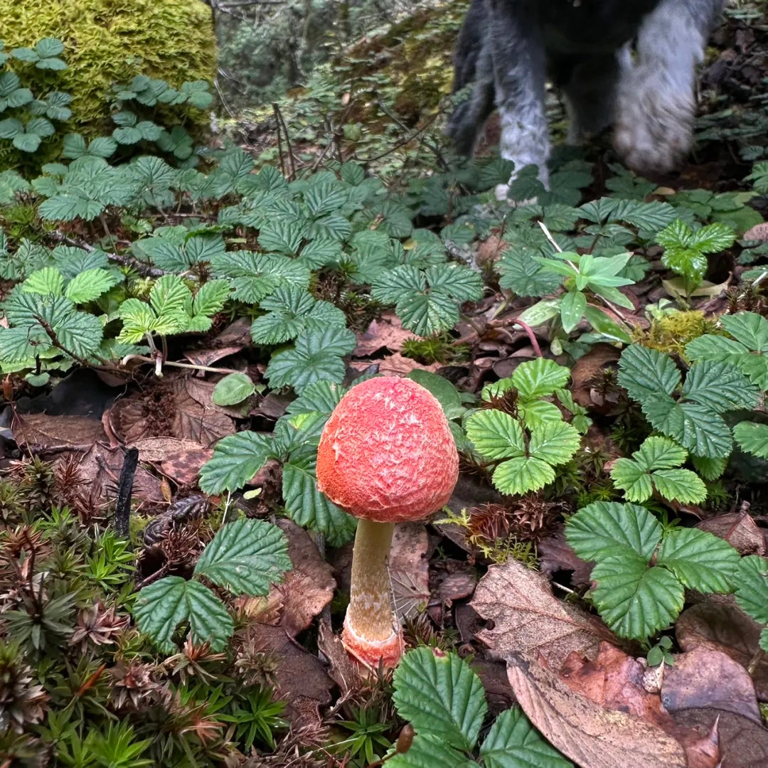 采蘑菇｜森林｜过家家