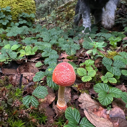 采蘑菇｜森林｜过家家