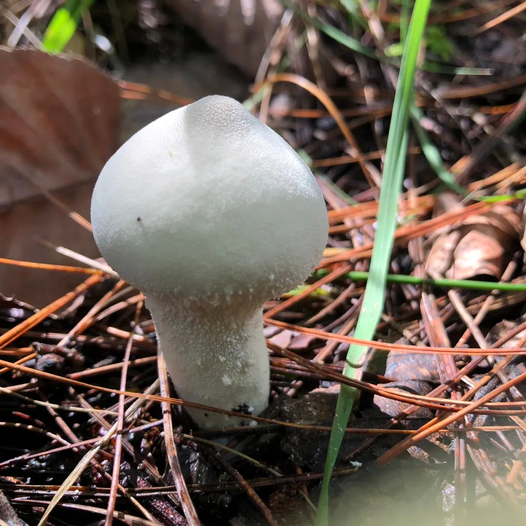 采蘑菇｜森林｜过家家