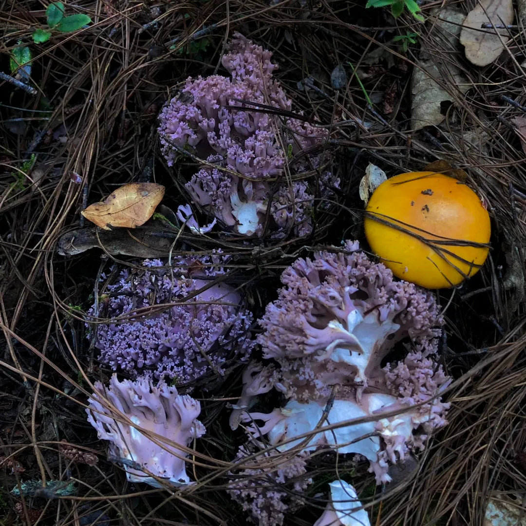 采蘑菇｜森林｜过家家