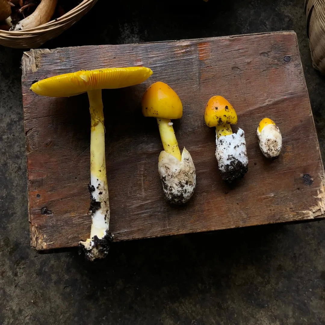 采蘑菇｜森林｜过家家