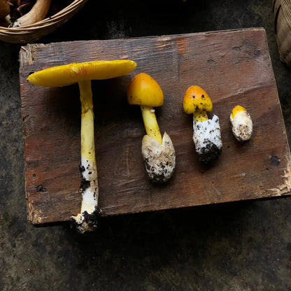 采蘑菇｜森林｜过家家