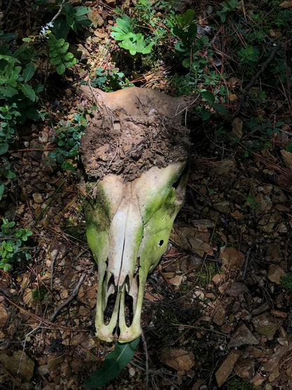 采蘑菇｜森林｜过家家