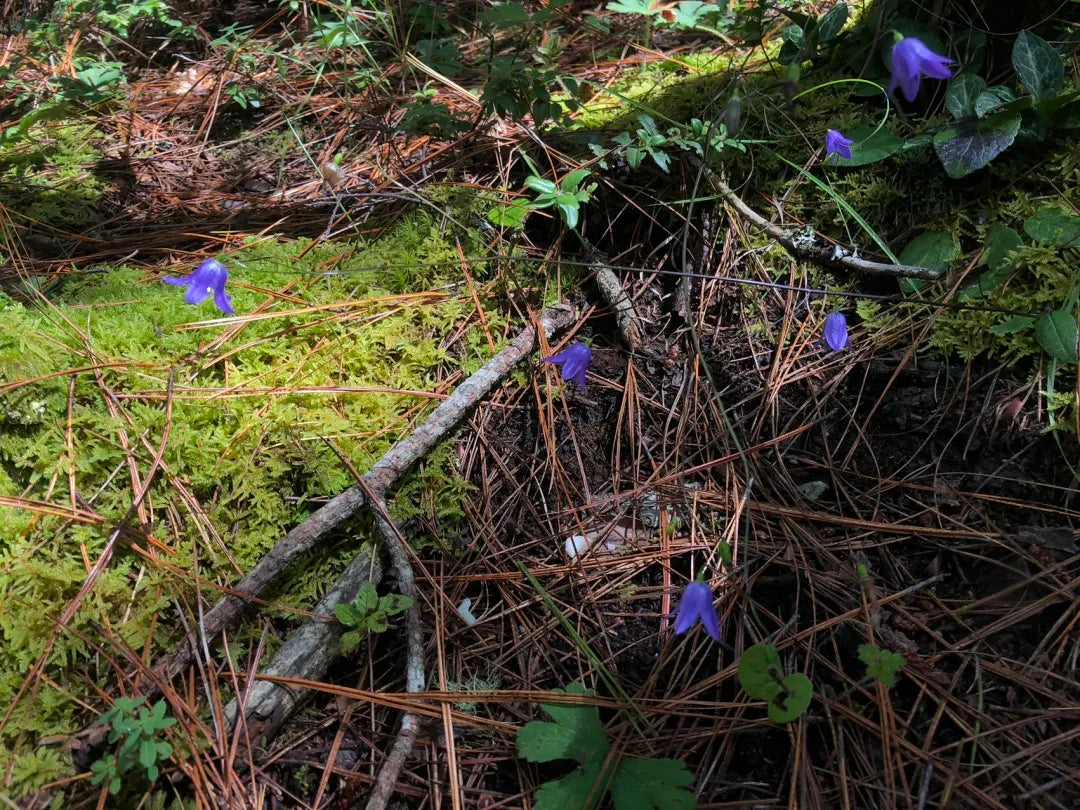 采蘑菇｜森林｜过家家