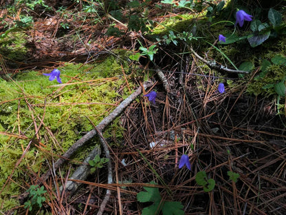 采蘑菇｜森林｜过家家