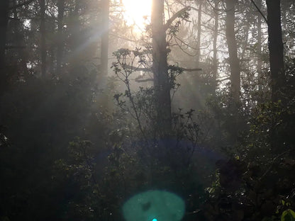 采蘑菇｜森林｜过家家