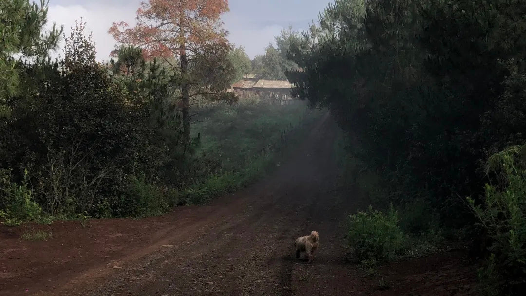 采蘑菇｜森林｜过家家
