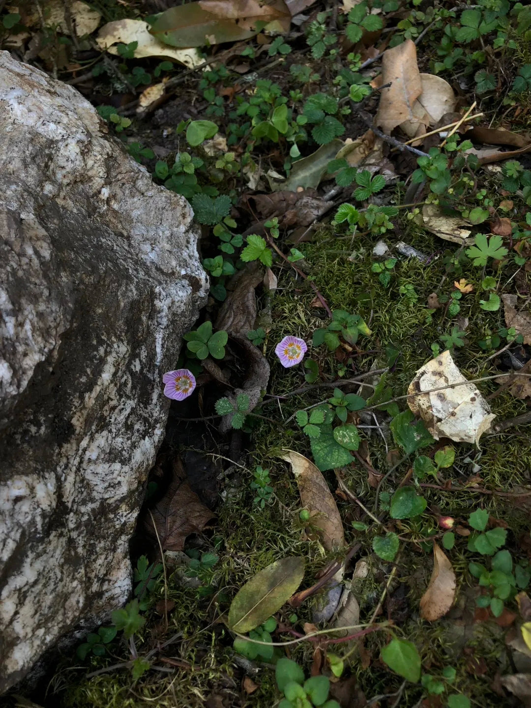 采蘑菇｜森林｜过家家