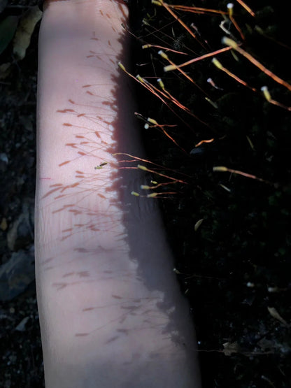 采蘑菇｜森林｜过家家