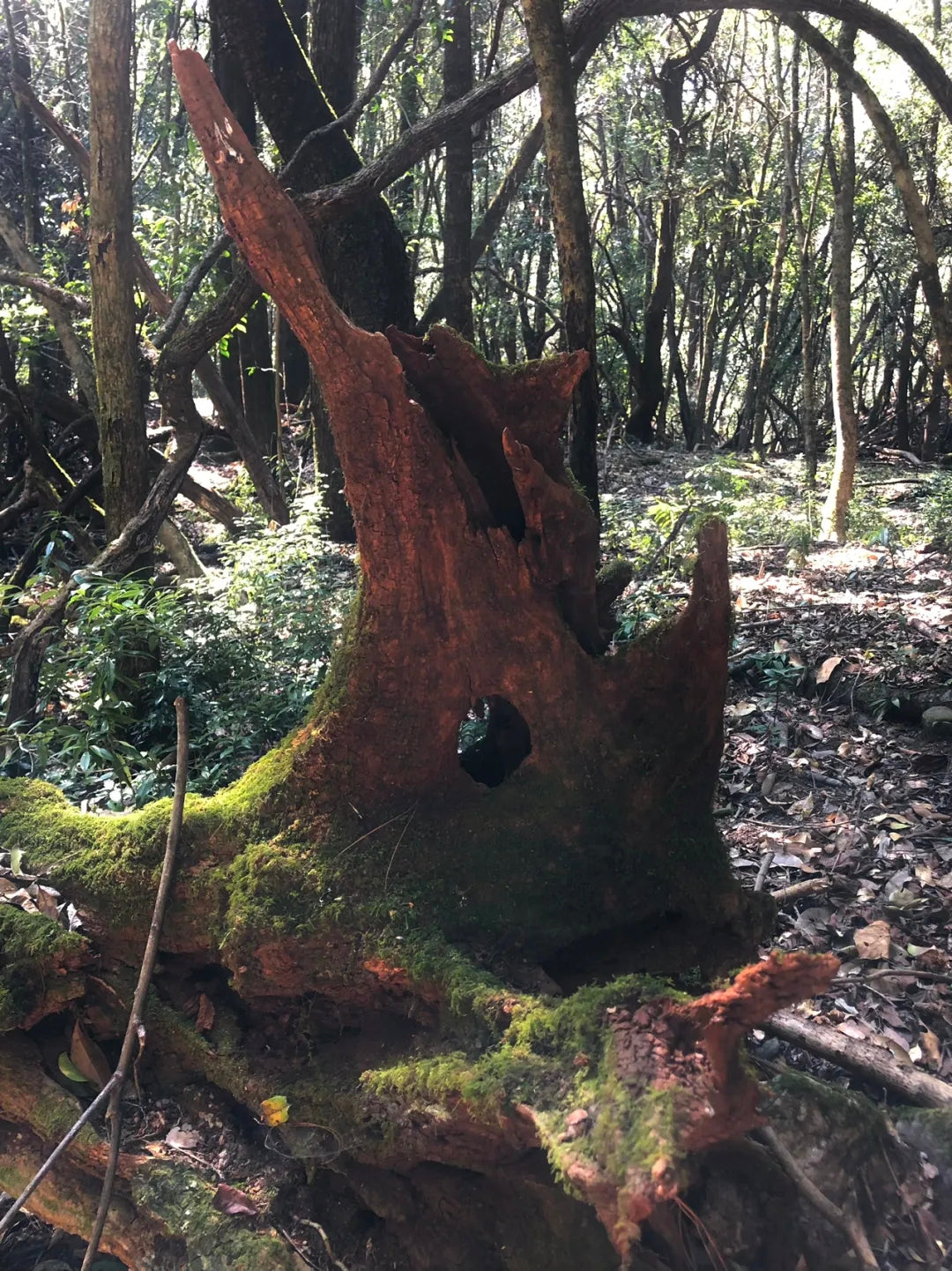 采蘑菇｜森林｜过家家