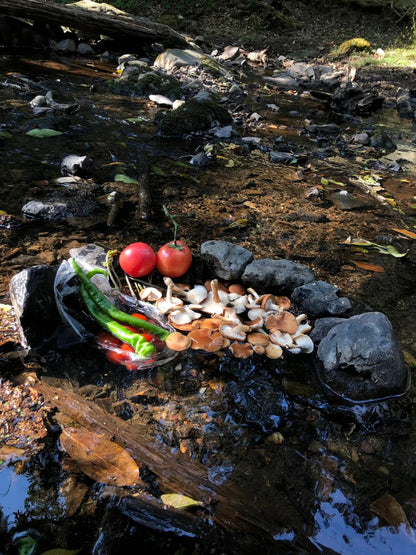 采蘑菇｜森林｜过家家