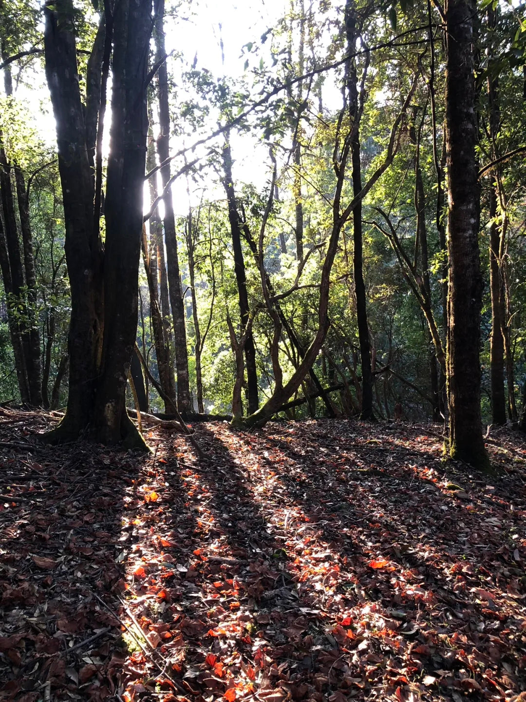 采蘑菇｜森林｜过家家