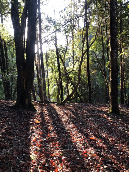采蘑菇｜森林｜过家家