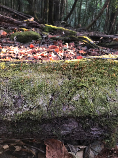 采蘑菇｜森林｜过家家