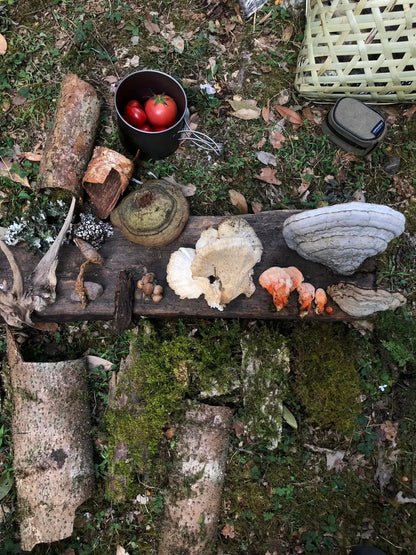 采蘑菇｜森林｜过家家