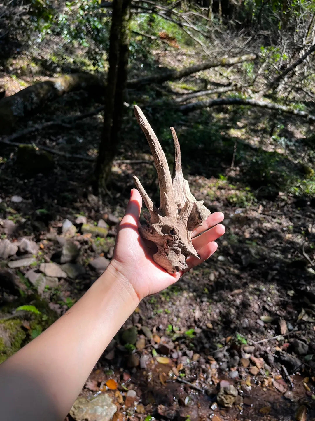 采蘑菇｜森林｜过家家