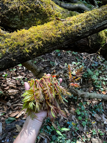 采蘑菇｜森林｜过家家