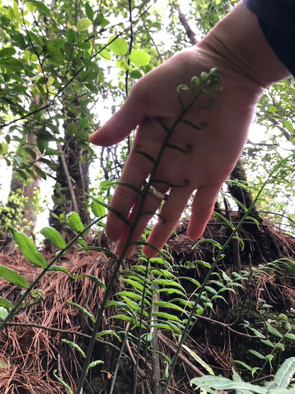 采蘑菇｜森林｜过家家