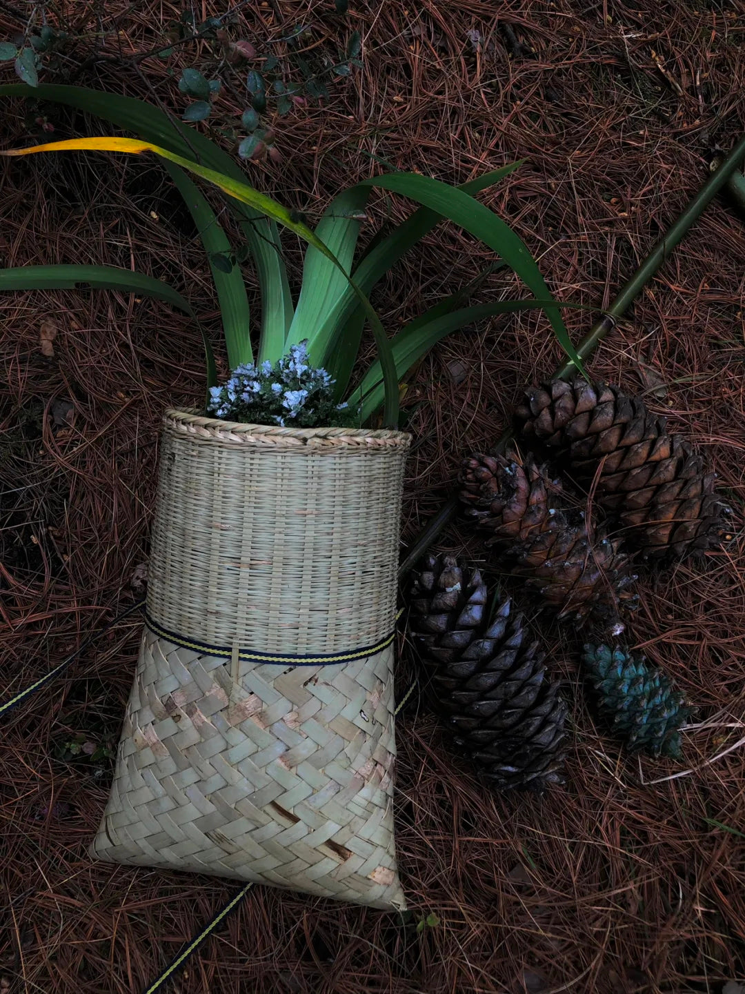 采蘑菇｜森林｜过家家