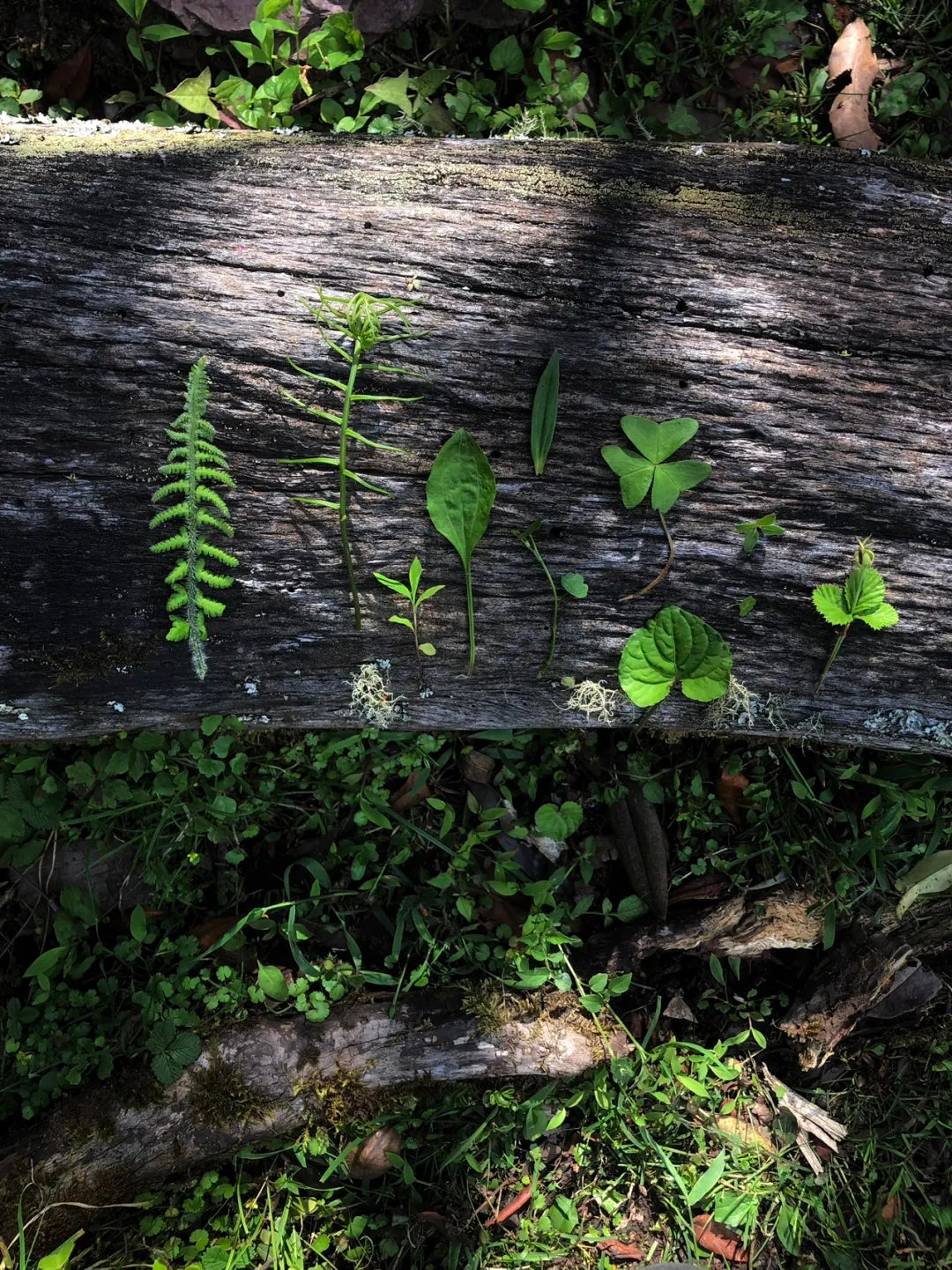 采蘑菇｜森林｜过家家