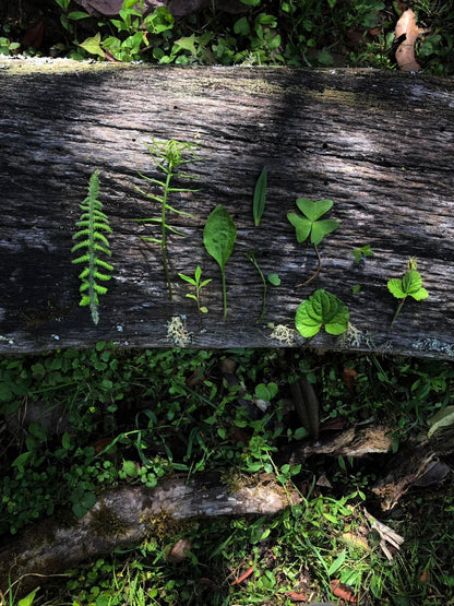 采蘑菇｜森林｜过家家