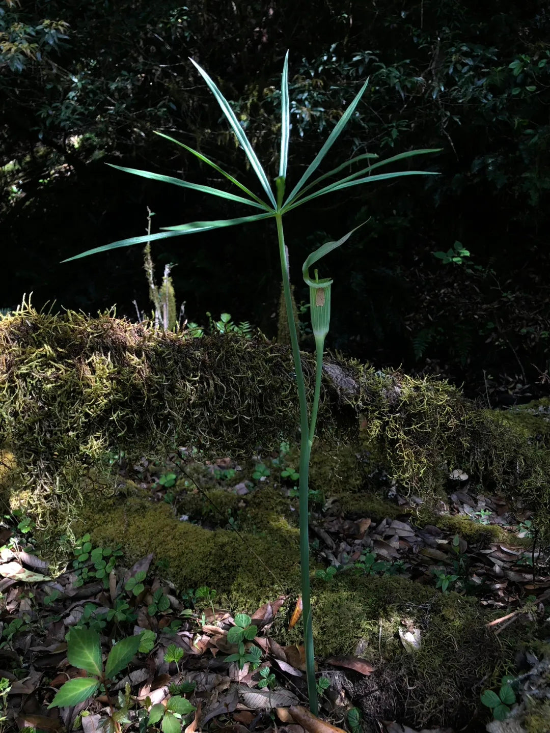 采蘑菇｜森林｜过家家