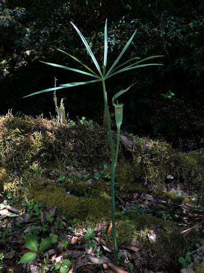 采蘑菇｜森林｜过家家