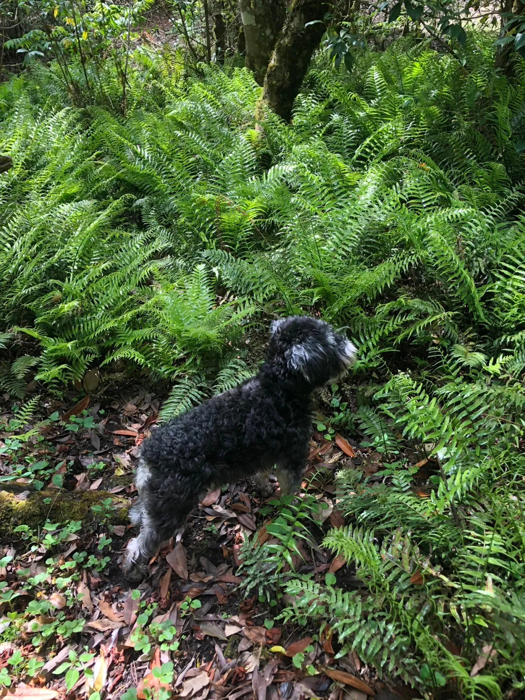 采蘑菇｜森林｜过家家