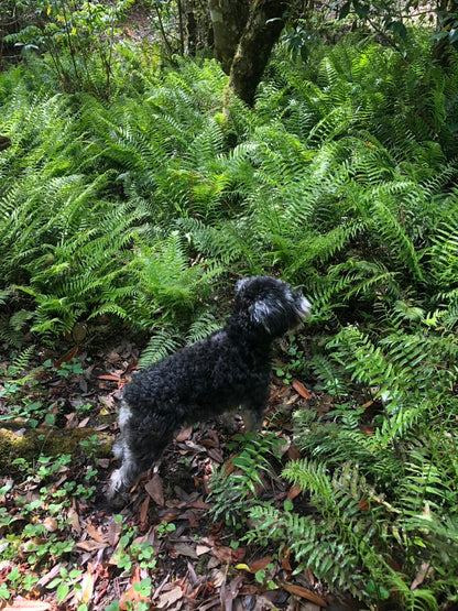 采蘑菇｜森林｜过家家