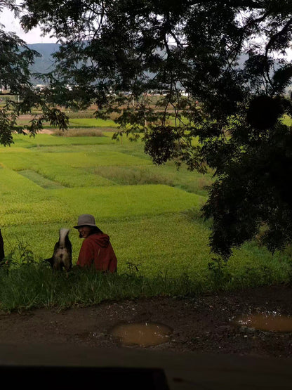 面包车旅行 | 乡村树林和植物的采集·野餐